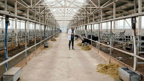 Why Solar Cattle Water Pumps Are Essential for Your Livestock