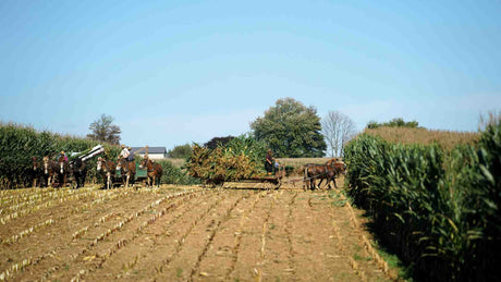 The Future of Farming: Solar Pond Pumps for Sustainable Agriculture